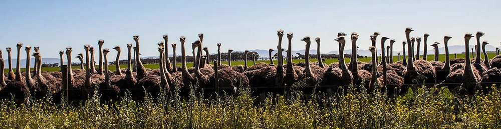 ostrich flock